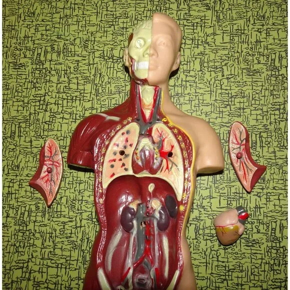 Vintage Human Torso Model w/ detachable Heart Lungs oddity curiosity medical - Picture 6 of 10